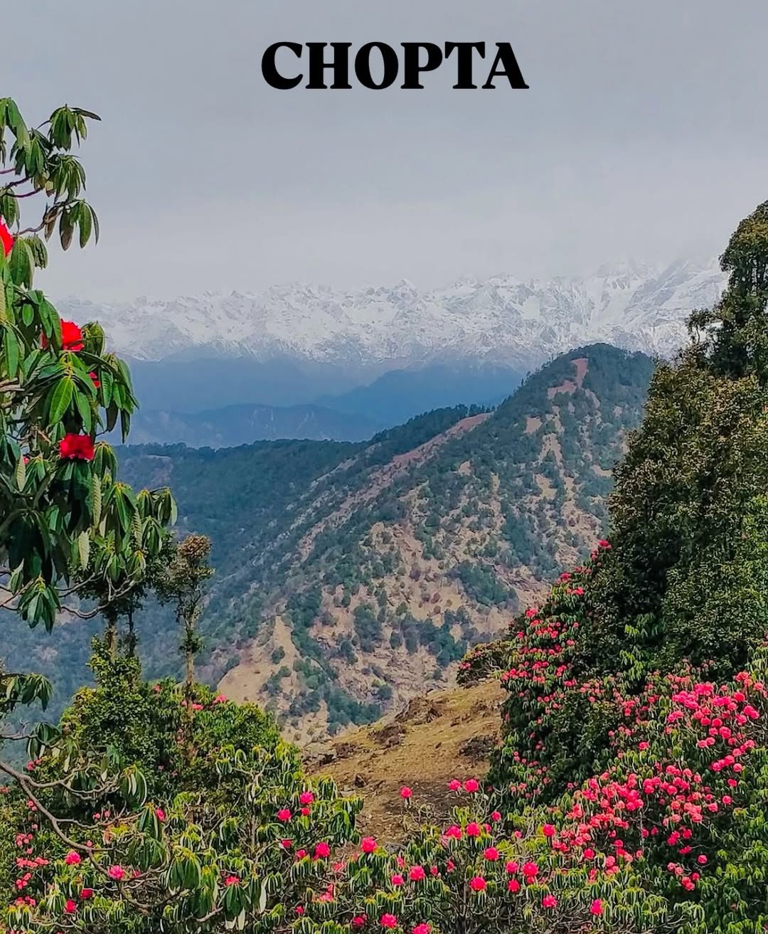 Chopta Tour Package: Your Peaceful Escape to the Mountains